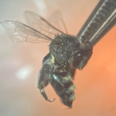 Leioproctus sp. (genus) (Plaster bee) at Macquarie University, NSW - 12 Mar 2024 by FumblebeeFae