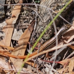 Ctenotus taeniolatus (Copper-tailed Skink) at Tuggeranong Pines - 23 Mar 2024 by RomanSoroka