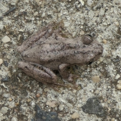 Litoria peronii (Peron's Tree Frog, Emerald Spotted Tree Frog) at Weston, ACT - 23 Mar 2024 by jmcleod