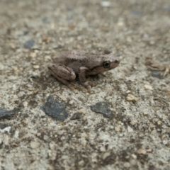 Litoria peronii at Weston, ACT - 23 Mar 2024