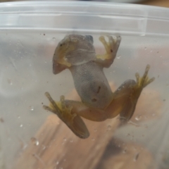 Litoria peronii at Weston, ACT - 23 Mar 2024