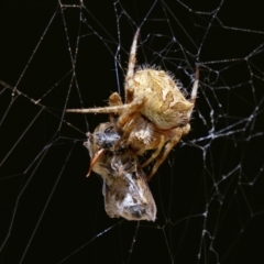 Backobourkia brounii (Broun's orb weaver) at Chisholm, ACT - 23 Mar 2024 by RomanSoroka