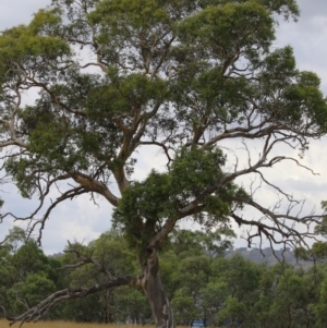 Eucalyptus blakelyi at Hume, ACT - 23 Mar 2024