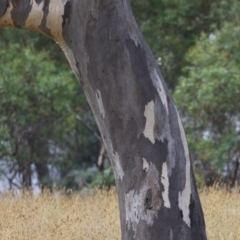 Eucalyptus blakelyi at Hume, ACT - 23 Mar 2024