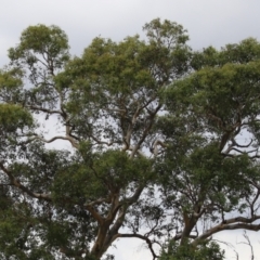 Eucalyptus blakelyi at Hume, ACT - 23 Mar 2024