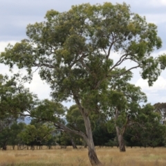 Eucalyptus blakelyi (Blakely's Red Gum) at Hume, ACT - 23 Mar 2024 by RodDeb