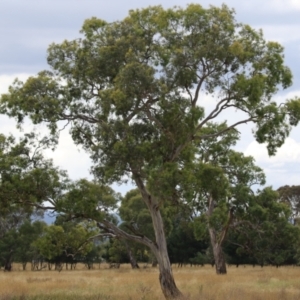 Eucalyptus blakelyi at Hume, ACT - 23 Mar 2024