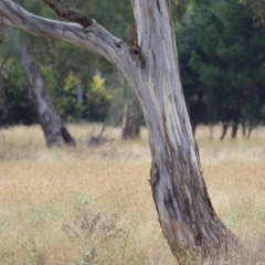 Eucalyptus blakelyi at Hume, ACT - 23 Mar 2024 12:19 PM