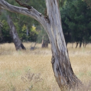 Eucalyptus blakelyi at Hume, ACT - 23 Mar 2024 12:19 PM