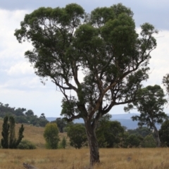 Eucalyptus blakelyi (Blakely's Red Gum) at Hume, ACT - 23 Mar 2024 by RodDeb