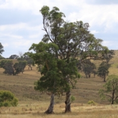 Eucalyptus blakelyi (Blakely's Red Gum) at Hume, ACT - 23 Mar 2024 by RodDeb