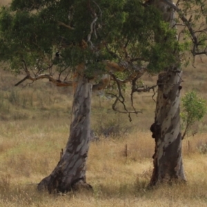 Eucalyptus blakelyi at Hume, ACT - 23 Mar 2024