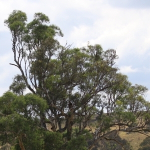 Eucalyptus blakelyi at Hume, ACT - 23 Mar 2024