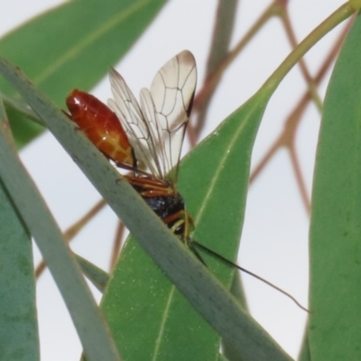 Ichneumonidae (family) (Unidentified ichneumon wasp) at Symonston, ACT - 23 Mar 2024 by RodDeb