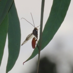 Ichneumonidae (family) at Symonston, ACT - 23 Mar 2024 01:14 PM