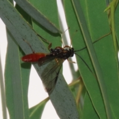 Ichneumonidae (family) at Symonston, ACT - 23 Mar 2024