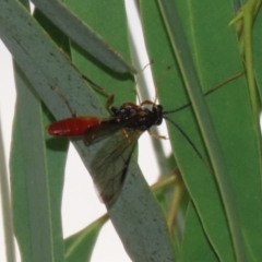 Ichneumonidae (family) at Symonston, ACT - 23 Mar 2024 01:14 PM