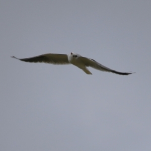 Elanus axillaris at Symonston, ACT - 23 Mar 2024