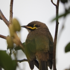 Caligavis chrysops at Murrumbateman, NSW - 23 Mar 2024