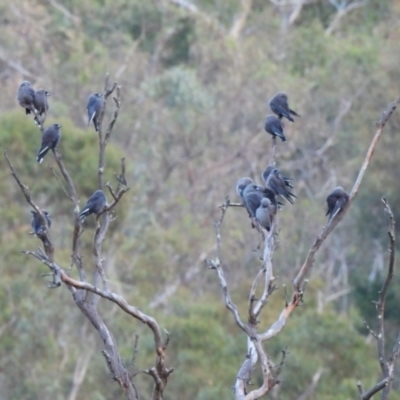 Artamus cyanopterus (Dusky Woodswallow) at Burrinjuck, NSW - 23 Mar 2024 by sduus