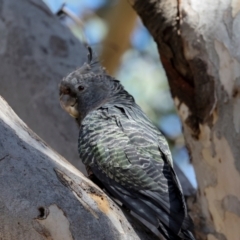 Callocephalon fimbriatum at Lyons, ACT - 22 Mar 2024