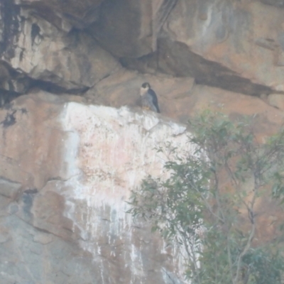 Falco peregrinus (Peregrine Falcon) at Burrinjuck, NSW - 17 Mar 2024 by sduus