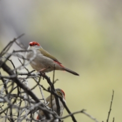Neochmia temporalis (Red-browed Finch) at Burrinjuck, NSW - 23 Mar 2024 by SonyaDuus