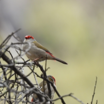 Neochmia temporalis (Red-browed Finch) at Burrinjuck, NSW - 23 Mar 2024 by SonyaDuus