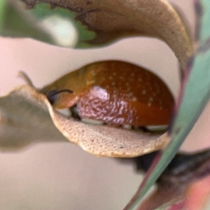 Paropsisterna sp. (genus) at Casey, ACT - 23 Mar 2024