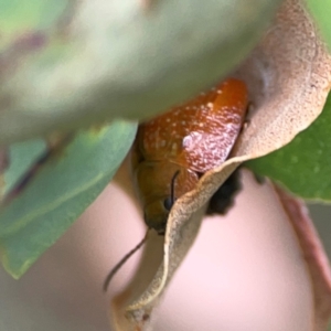 Paropsisterna sp. (genus) at Casey, ACT - 23 Mar 2024