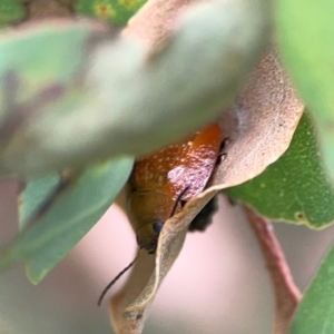 Paropsisterna sp. (genus) at Casey, ACT - 23 Mar 2024