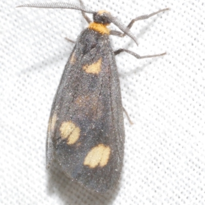 Asura cervicalis (Spotted Lichen Moth) at Freshwater Creek, VIC - 11 Feb 2024 by WendyEM