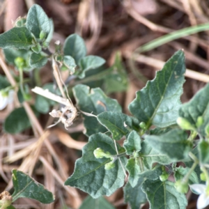 Solanum nigrum at Casey, ACT - 23 Mar 2024 04:35 PM