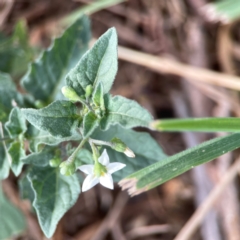 Solanum nigrum at Casey, ACT - 23 Mar 2024 04:35 PM