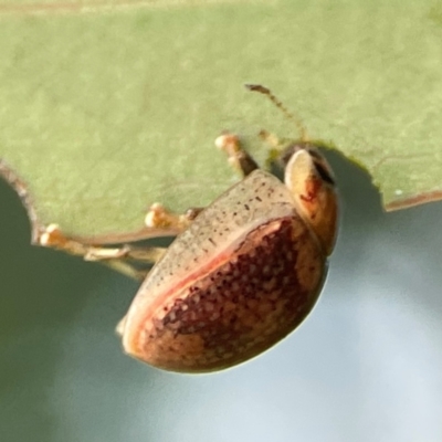 Paropsisterna laesa (Laesa leaf beetle) at Casey, ACT - 23 Mar 2024 by Hejor1