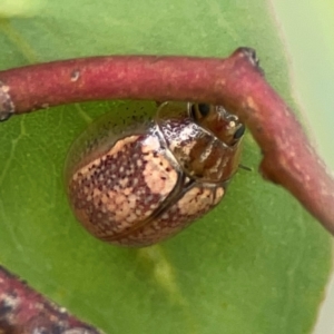 Paropsisterna laesa at Casey, ACT - 23 Mar 2024