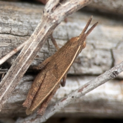 Goniaea opomaloides (Mimetic Gumleaf Grasshopper) at Casey, ACT - 23 Mar 2024 by Hejor1