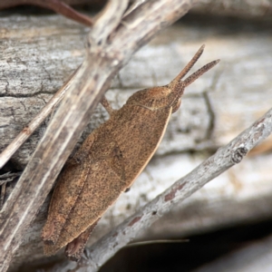 Goniaea opomaloides at Casey, ACT - 23 Mar 2024