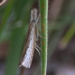 Culladia cuneiferellus (Crambinae moth) at Casey, ACT - 23 Mar 2024 by Hejor1