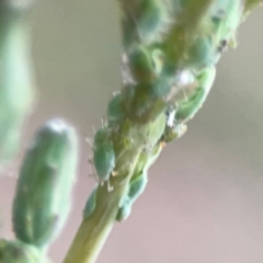 Aphididae (family) (Unidentified aphid) at Casey, ACT - 23 Mar 2024 by Hejor1