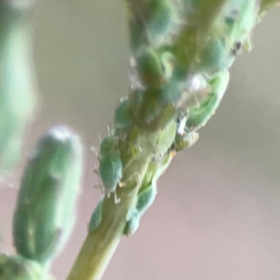 Aphididae (family) (Unidentified aphid) at Casey, ACT - 23 Mar 2024 by Hejor1