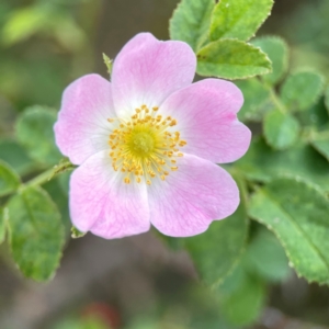 Rosa rubiginosa at Casey, ACT - 23 Mar 2024