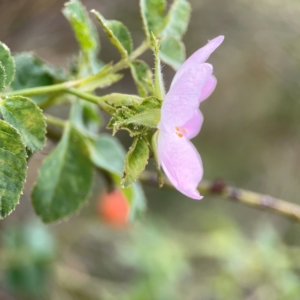 Rosa rubiginosa at Casey, ACT - 23 Mar 2024