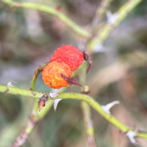 Rosa rubiginosa at Casey, ACT - 23 Mar 2024