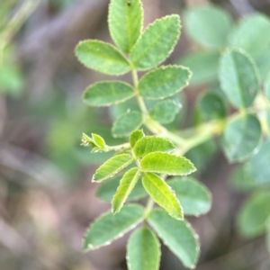 Rosa rubiginosa at Casey, ACT - 23 Mar 2024