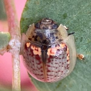 Paropsisterna m-fuscum at Casey, ACT - 23 Mar 2024