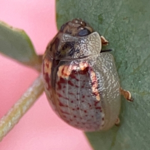 Paropsisterna m-fuscum at Casey, ACT - 23 Mar 2024