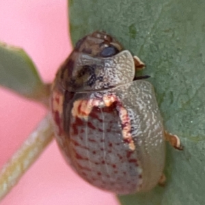 Paropsisterna m-fuscum at Casey, ACT - 23 Mar 2024