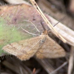 Scopula rubraria at Casey, ACT - 23 Mar 2024