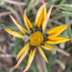 Gazania x splendens at Casey, ACT - 23 Mar 2024